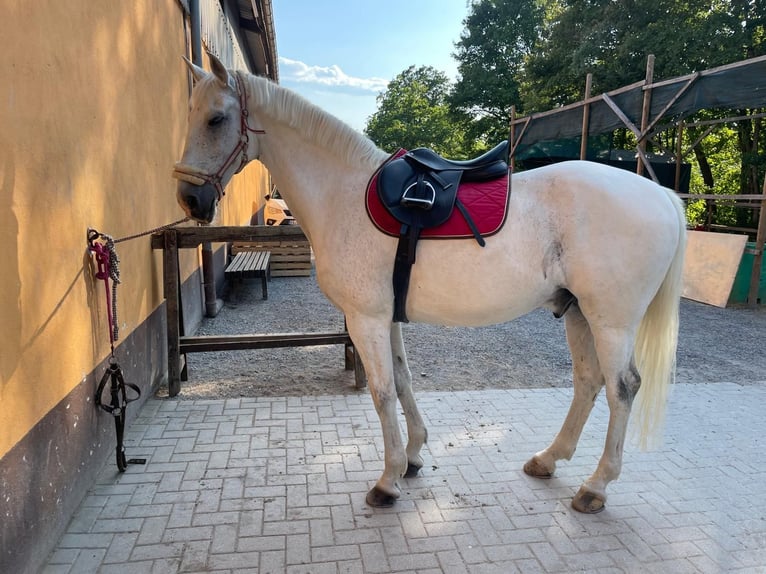 PRE Mestizo Caballo castrado 16 años 162 cm Tordo in Loffenau