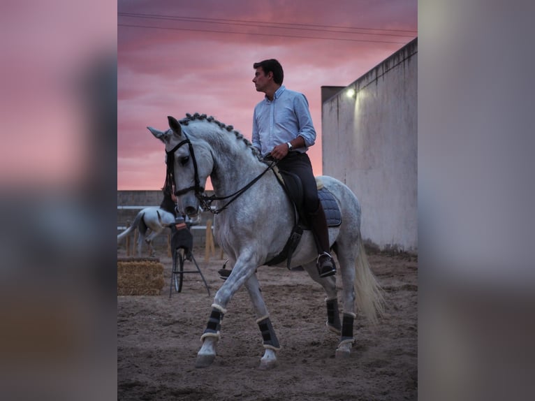 PRE Mestizo Caballo castrado 16 años 163 cm Tordo in Grajera