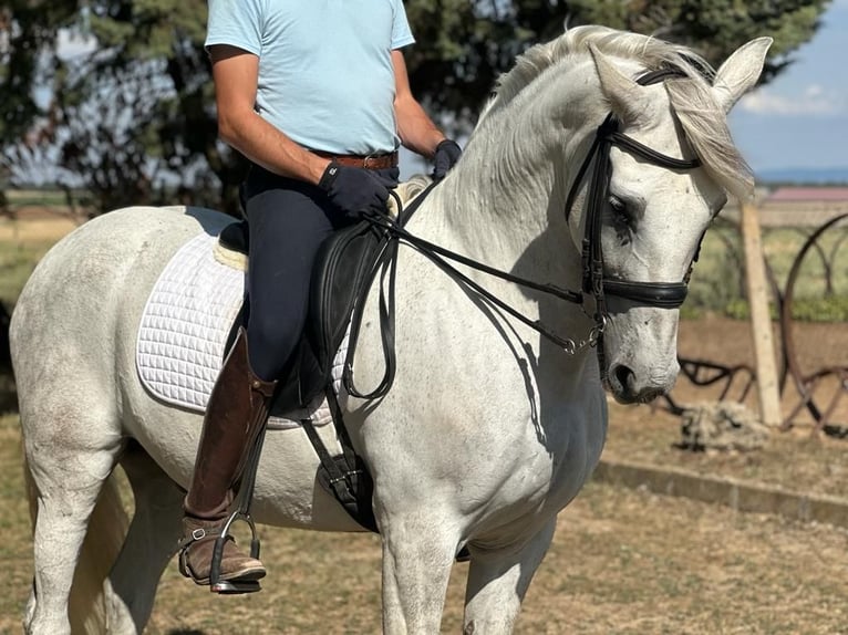 PRE Mestizo Caballo castrado 16 años 163 cm Tordo in Grajera