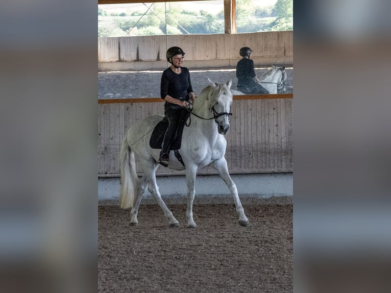 PRE Mestizo Caballo castrado 16 años 163 cm Tordo in Rottenburg am Neckar