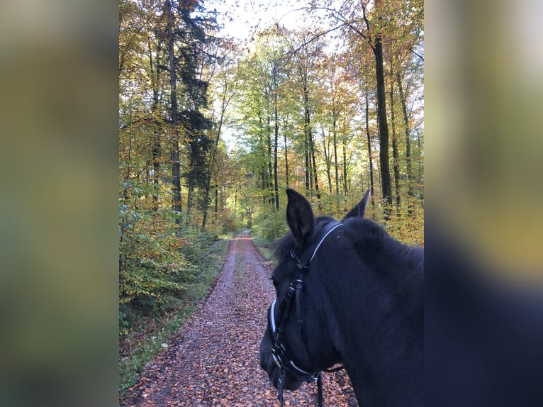 PRE Mestizo Caballo castrado 16 años 165 cm Negro in Meckenbeuren