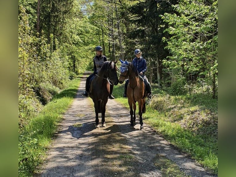 PRE Mestizo Caballo castrado 16 años 165 cm Negro in Meckenbeuren