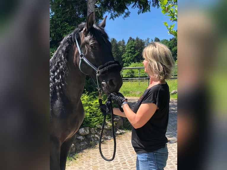 PRE Mestizo Caballo castrado 16 años 165 cm Negro in Meckenbeuren