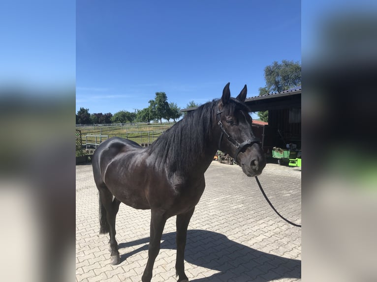 PRE Mestizo Caballo castrado 16 años 165 cm Negro in Meckenbeuren