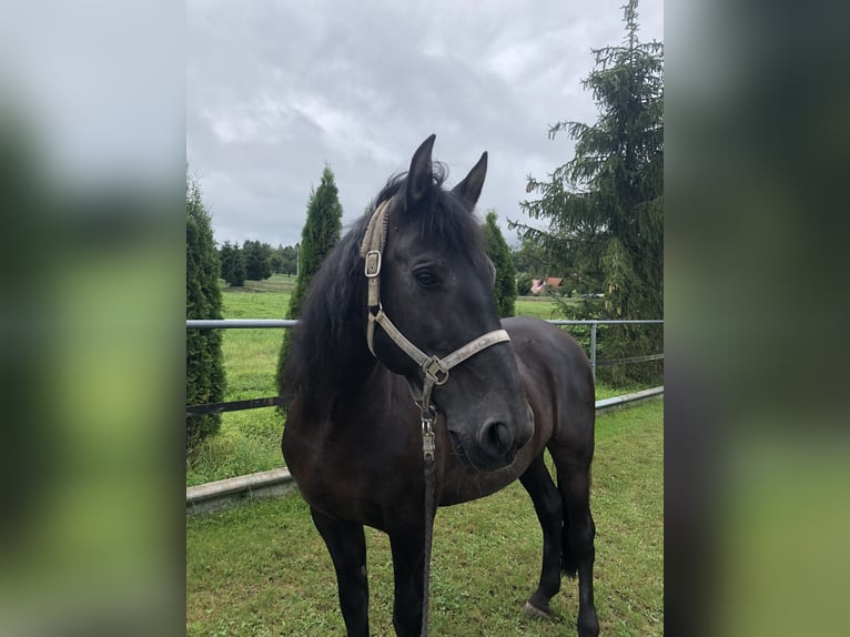 PRE Mestizo Caballo castrado 16 años 165 cm Negro in Meckenbeuren