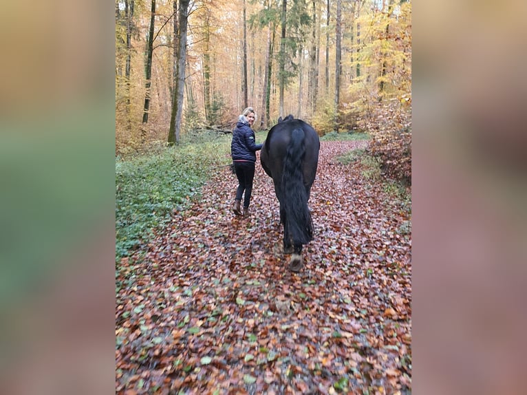 PRE Mestizo Caballo castrado 16 años 165 cm Negro in Meckenbeuren