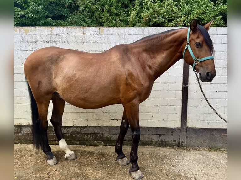 PRE Mestizo Caballo castrado 16 años 169 cm Castaño in K&#xF6;ln