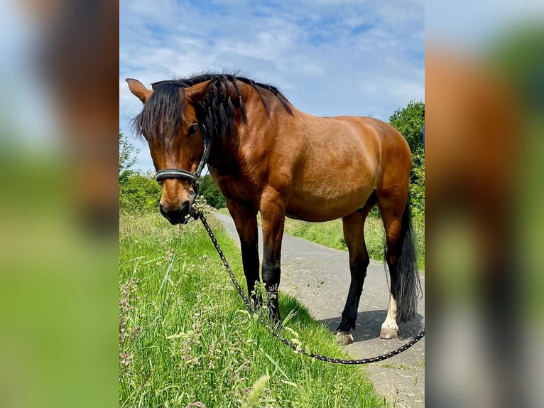 PRE Mestizo Caballo castrado 16 años 169 cm Castaño in K&#xF6;ln
