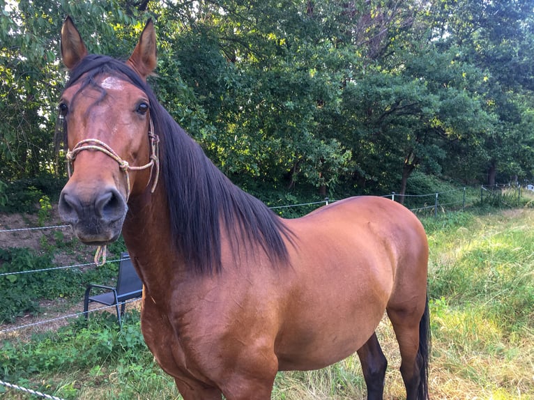 PRE Mestizo Caballo castrado 16 años 169 cm Castaño in K&#xF6;ln