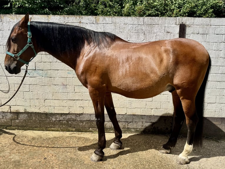 PRE Mestizo Caballo castrado 16 años 169 cm Castaño in K&#xF6;ln