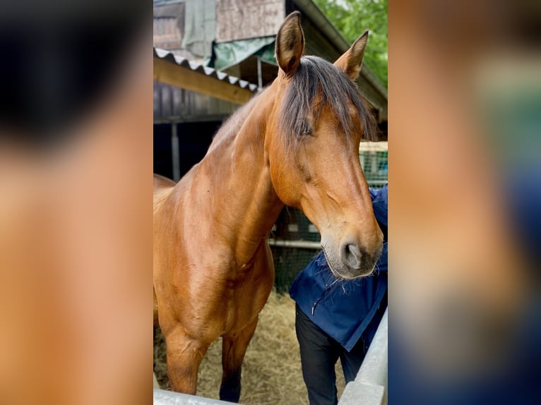 PRE Mestizo Caballo castrado 16 años 169 cm Castaño in K&#xF6;ln