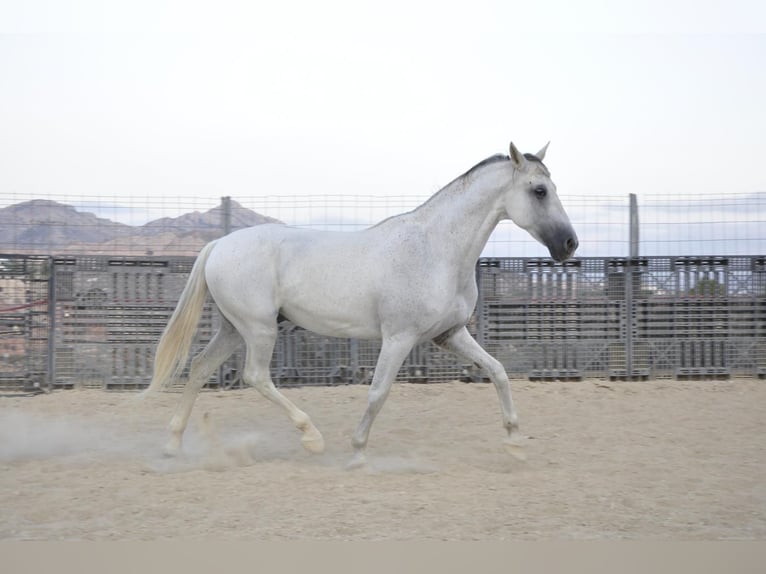 PRE Caballo castrado 16 años 172 cm Tordo in Monovar