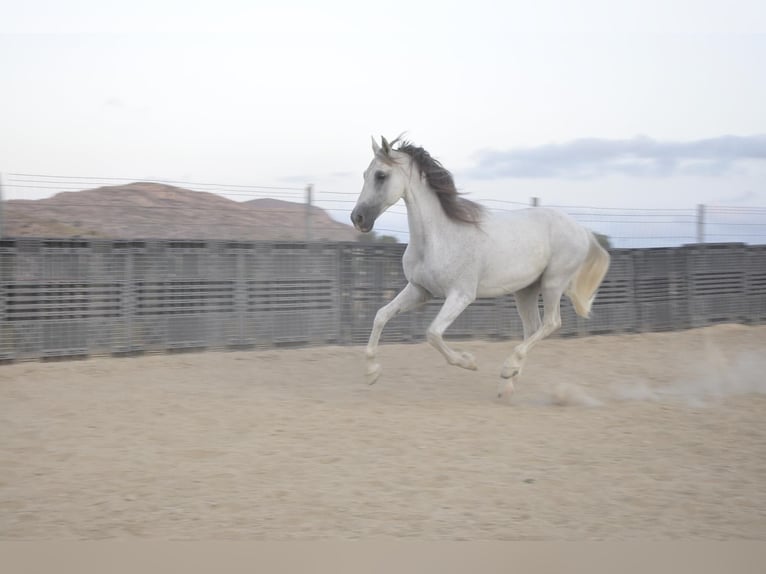 PRE Caballo castrado 16 años 172 cm Tordo in Monovar