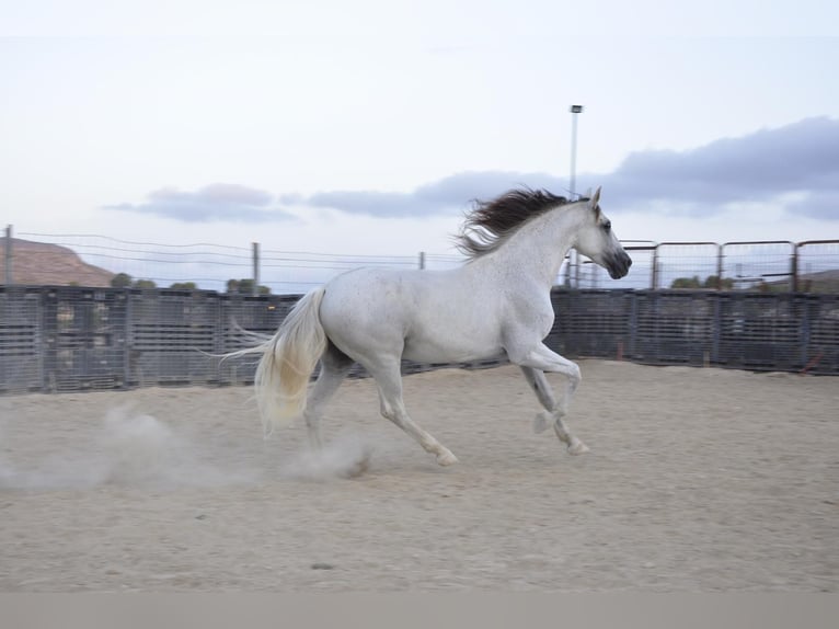 PRE Caballo castrado 16 años 172 cm Tordo in Monovar