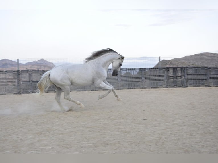 PRE Caballo castrado 16 años 172 cm Tordo in Monovar