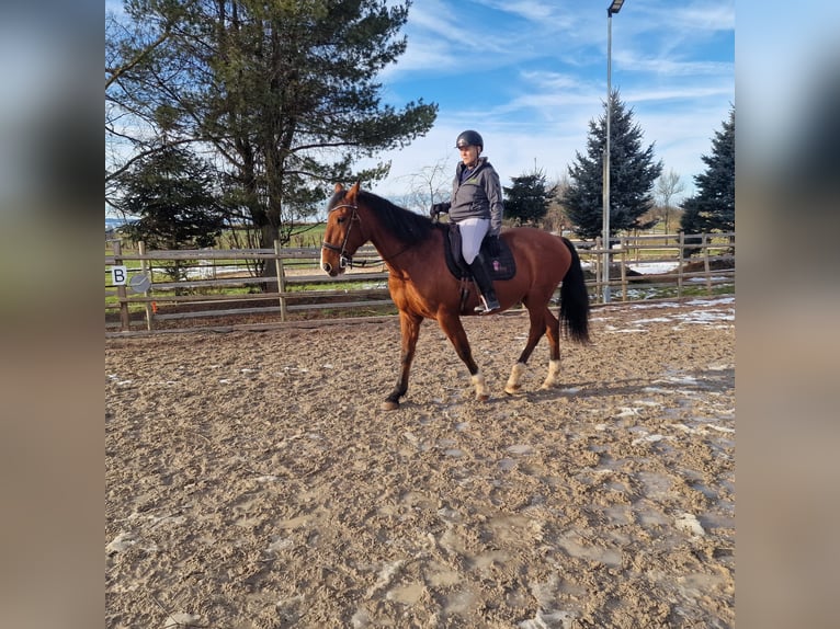 PRE Mestizo Caballo castrado 16 años 173 cm Castaño in Cham