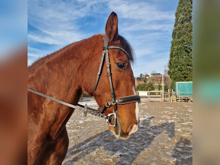 PRE Mestizo Caballo castrado 16 años 173 cm Castaño in Cham