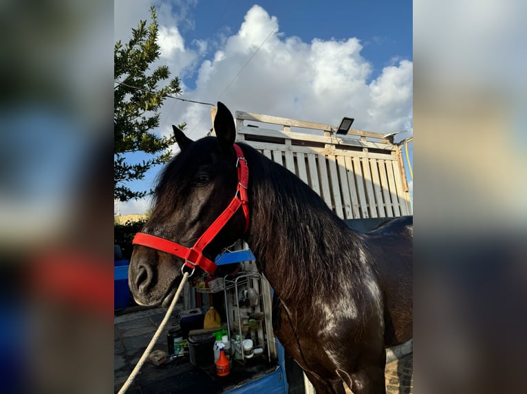 PRE Mestizo Caballo castrado 16 años Castaño oscuro in Sutullena