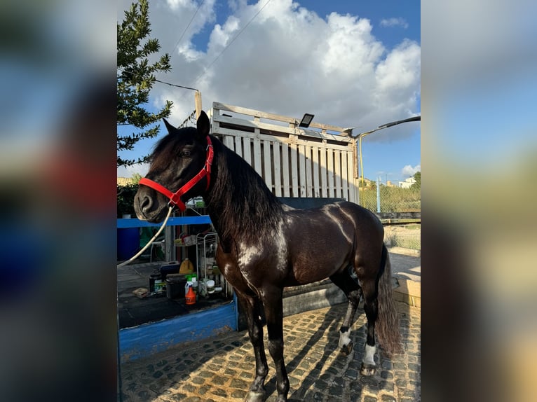 PRE Mestizo Caballo castrado 16 años Castaño oscuro in Sutullena