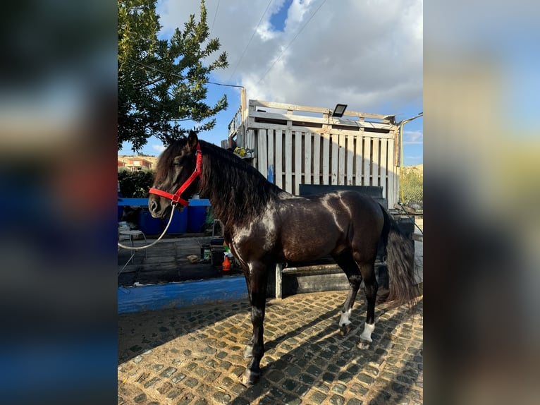 PRE Mestizo Caballo castrado 16 años Castaño oscuro in Sutullena