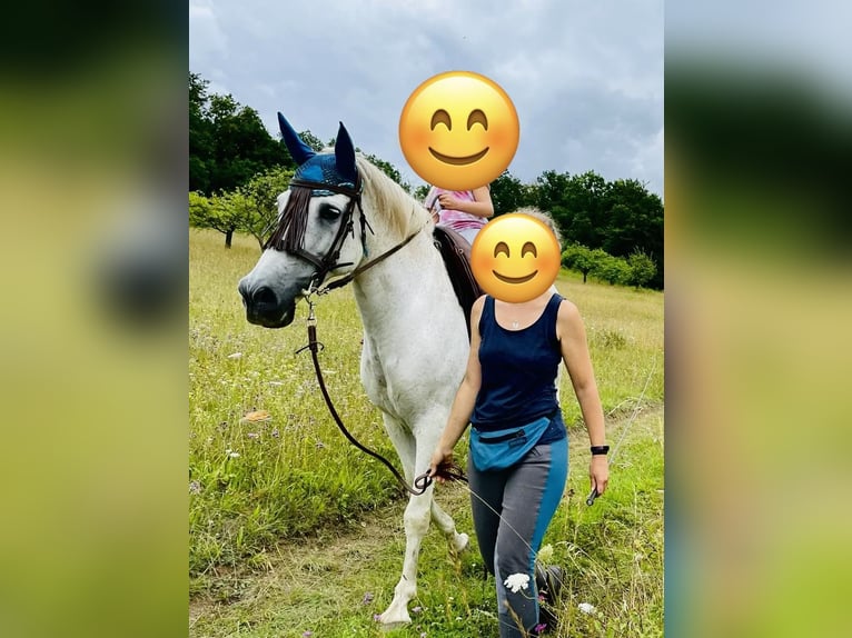 PRE Caballo castrado 17 años 153 cm Tordo picazo in Sondershausen