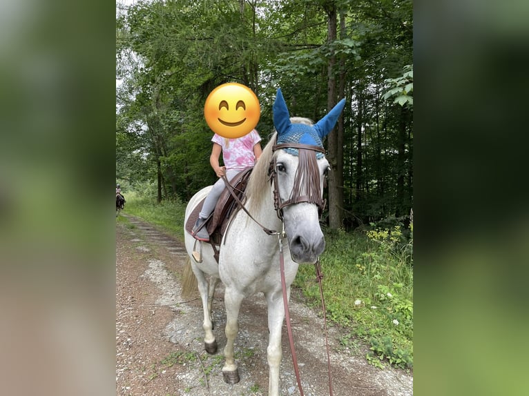 PRE Caballo castrado 17 años 153 cm Tordo picazo in Sondershausen