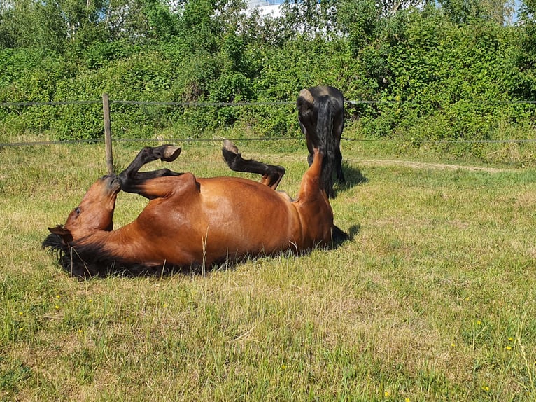 PRE Mestizo Caballo castrado 17 años 154 cm Castaño in Jülich