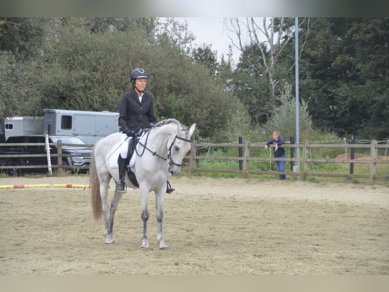 PRE Mestizo Caballo castrado 17 años 154 cm Musgo marrón in Puurs