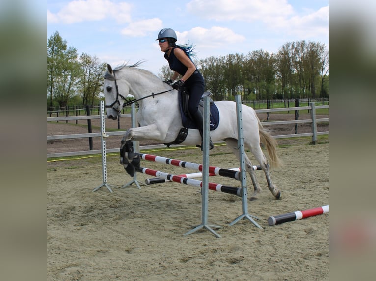 PRE Mestizo Caballo castrado 17 años 154 cm Musgo marrón in Puurs