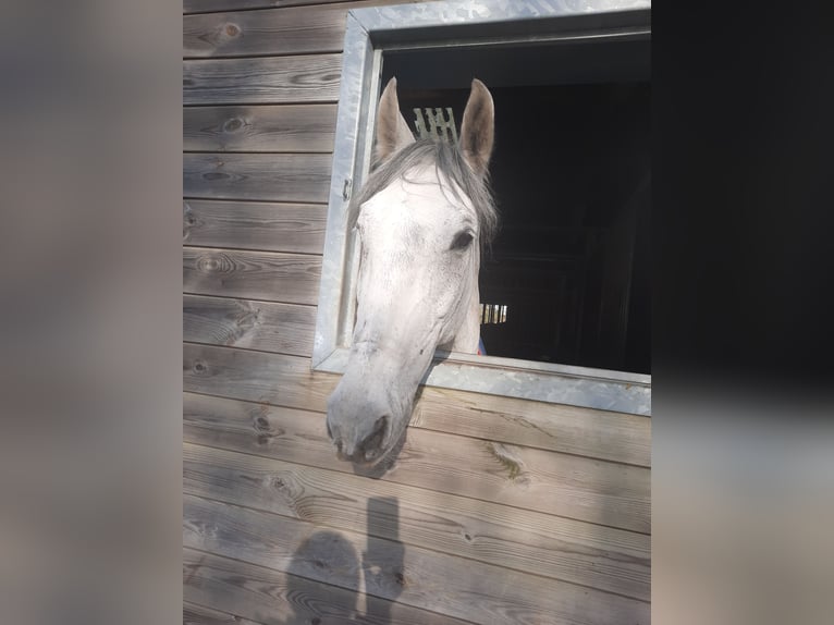 PRE Mestizo Caballo castrado 17 años 154 cm Musgo marrón in Puurs