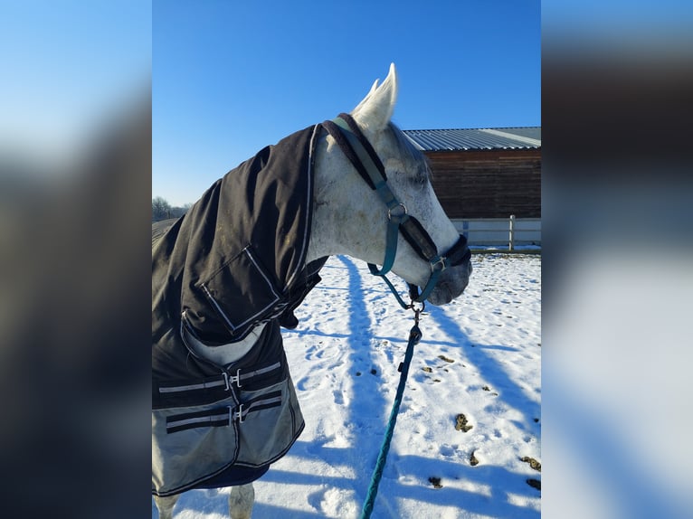 PRE Mestizo Caballo castrado 17 años 154 cm Musgo marrón in Puurs