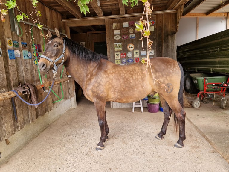 PRE Mestizo Caballo castrado 17 años 159 cm Bayo in Hermrigen
