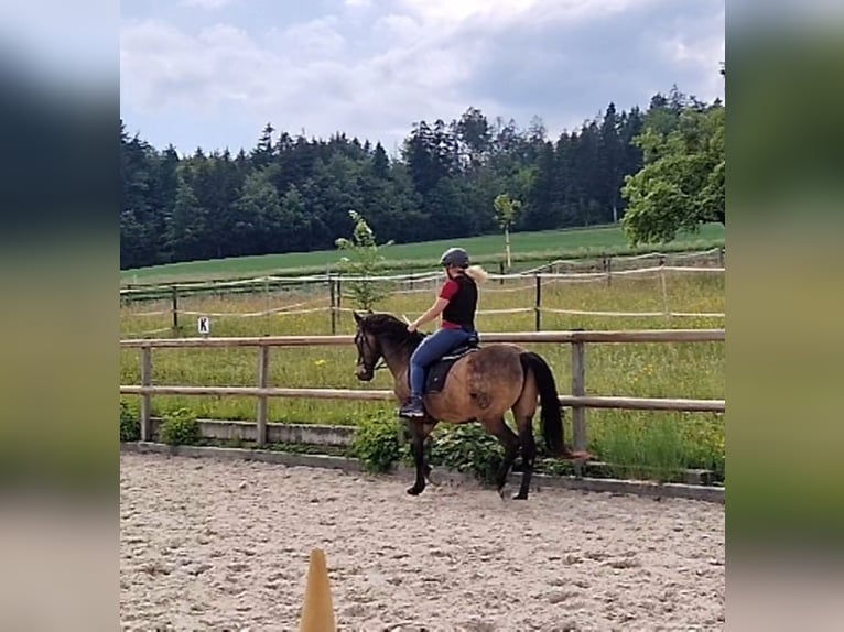 PRE Mestizo Caballo castrado 17 años 159 cm Bayo in Hermrigen