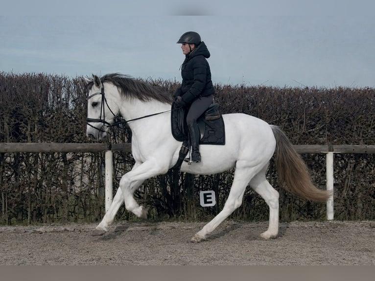 PRE Mestizo Caballo castrado 17 años 160 cm Tordo in Neustadt (Wied)