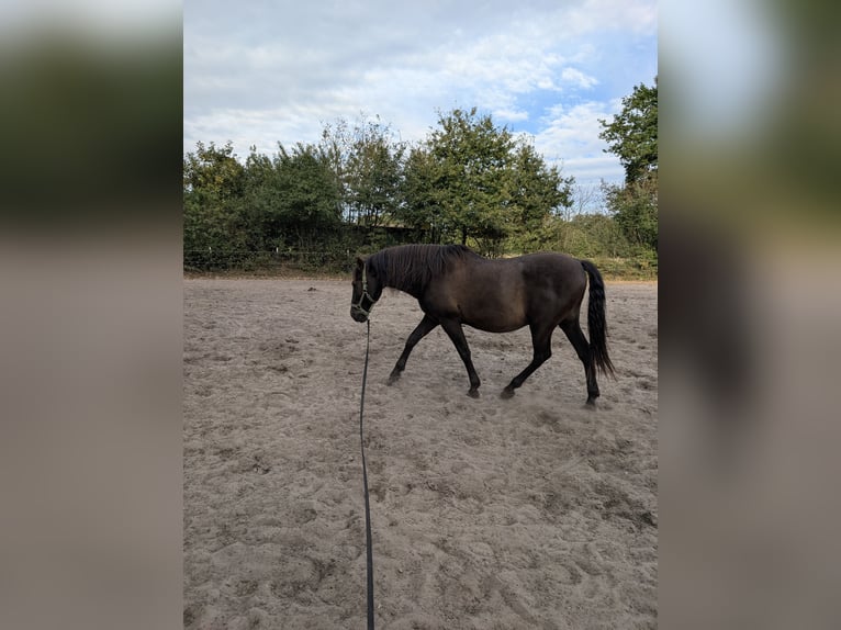 PRE Mestizo Caballo castrado 17 años 162 cm Castaño oscuro in Hamburg