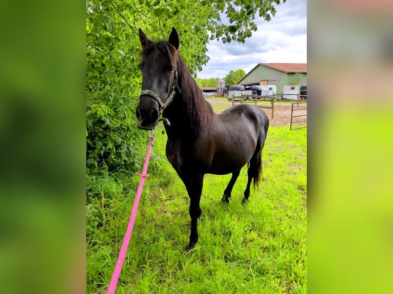 PRE Mestizo Caballo castrado 17 años 162 cm Castaño oscuro in Hamburg