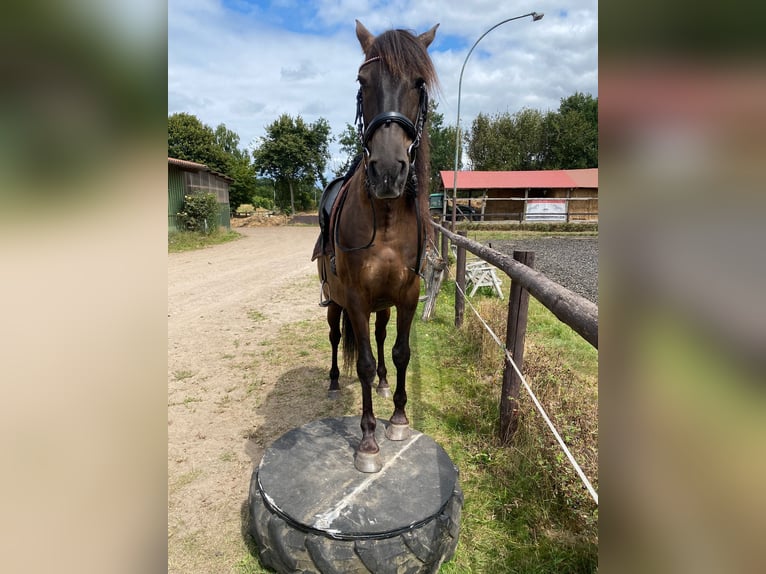 PRE Mestizo Caballo castrado 17 años 162 cm Castaño oscuro in Hamburg