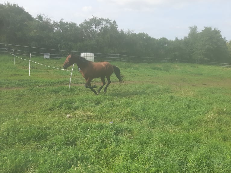 PRE Mestizo Caballo castrado 17 años 163 cm Alazán-tostado in Gro&#xDF;obringen