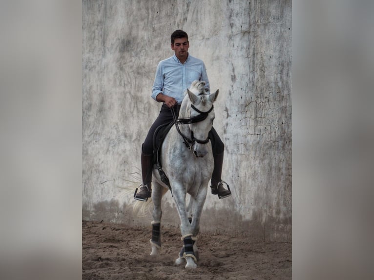 PRE Mestizo Caballo castrado 17 años 163 cm Tordo in Grajera
