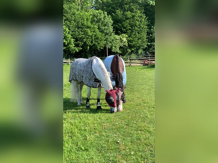 PRE Mestizo Caballo castrado 17 años 164 cm Tordo in Bochum