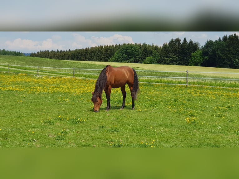 PRE Mestizo Caballo castrado 17 años 165 cm Castaño in Salzburg