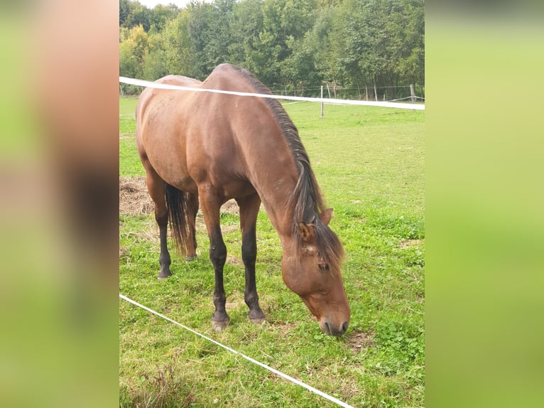 PRE Mestizo Caballo castrado 17 años 165 cm Castaño in Salzburg