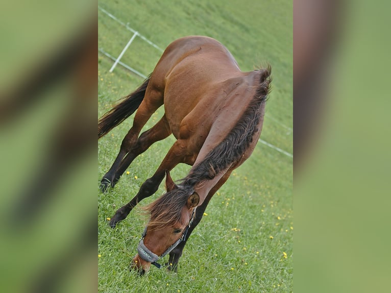 PRE Mestizo Caballo castrado 17 años 165 cm Castaño in Salzburg