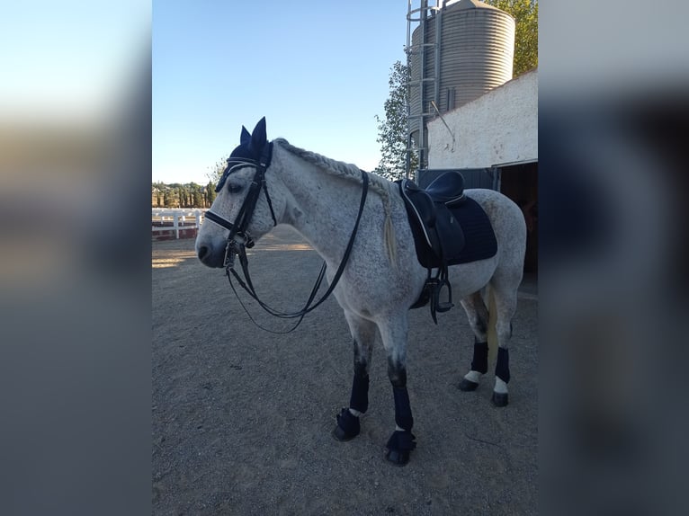 PRE Mestizo Caballo castrado 17 años 165 cm Tordo picazo in Valencia
