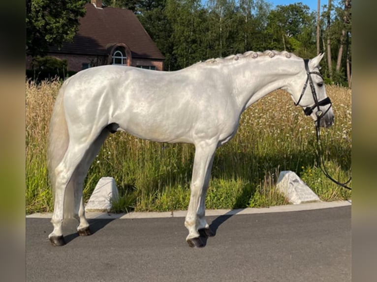 PRE Caballo castrado 17 años 168 cm Tordo in Uelsen