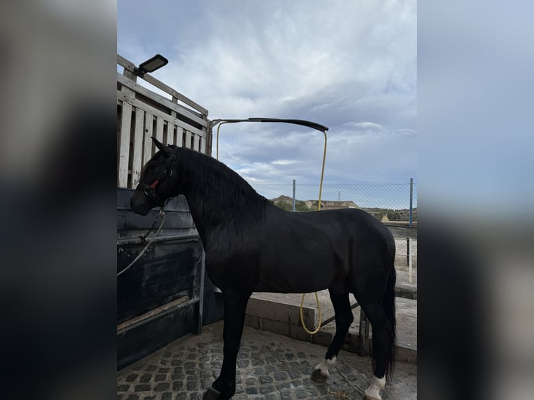 PRE Caballo castrado 17 años Castaño in Sutullena