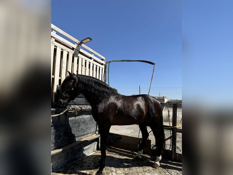 PRE Caballo castrado 17 años Castaño in Sutullena