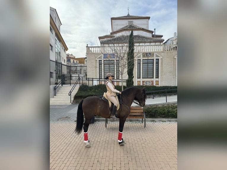 PRE Caballo castrado 17 años Castaño in Sutullena
