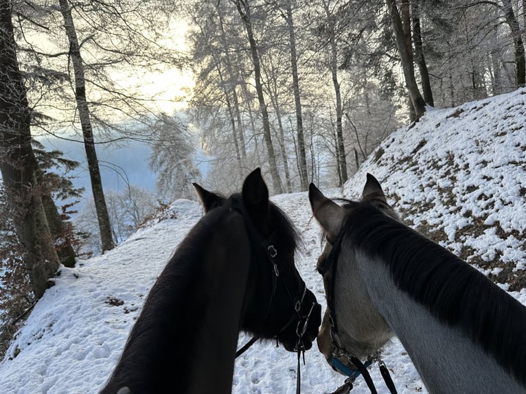 PRE Mestizo Caballo castrado 18 años 152 cm Morcillo in Hettiswil b. Hindelbank