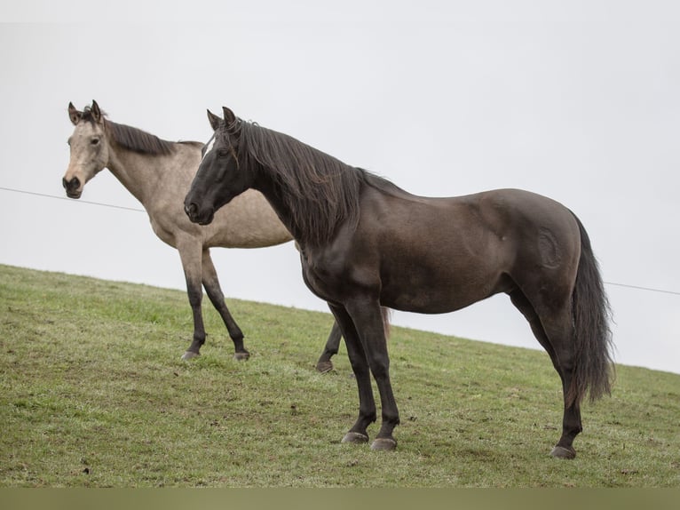 PRE Mestizo Caballo castrado 18 años 152 cm Morcillo in Hettiswil b. Hindelbank